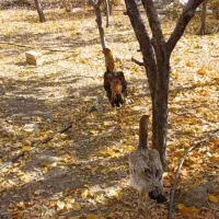 مرغ وخروس لاری اصل|حیوانات مزرعه|بوئین و میاندشت, |دیوار