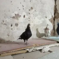 سه تانرپلنگ تبعیدی|پرنده|زرند, |دیوار