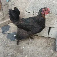 مرغ برهما سه عدد