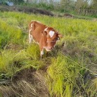 فروش چهار راس گوساله ماده|حیوانات مزرعه|شلمان, |دیوار