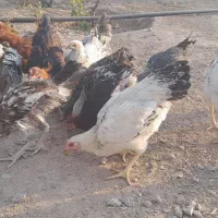 ۲۳ مرغ و خروس جوان