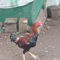 خروس لاری|حیوانات مزرعه|رشت, تازه آباد|دیوار