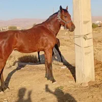 اسب کره مادیان 3سال عرب اصیل