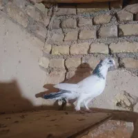 پرنده|پرنده|کوهدشت, |دیوار