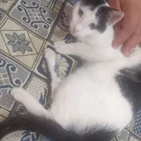 گربه تاکسیدو خانگی