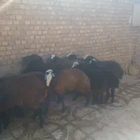 ۱۶تا بره ماده شالی جنس|حیوانات مزرعه|دشتابی, |دیوار