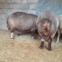 گوسفند داشتی