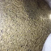جومحلی. درجه یک منی ۲۰۰تمن