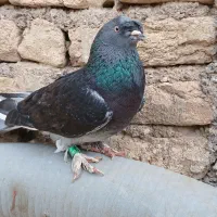 ترکیه اخر باز زلزله