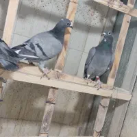 جوانه سبز مگس