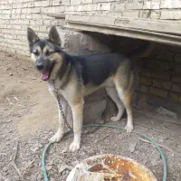 فروشی یا معاوضه