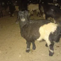 بره وبزغاله