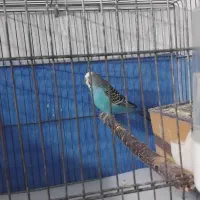 مرغ عشق|پرنده|سراب, |دیوار