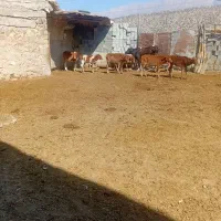 گاو وگوساله بزرگ|حیوانات مزرعه|ابرکوه, |دیوار