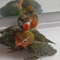 طوطی برزیلی سرلاکی