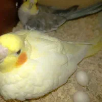 عروس هلندی جفت مولد رو تخم