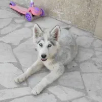 سگ هاسکی (توله)