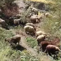 تعدادی میش و بز داشتی بختیاری اصل بفروش میرسد.