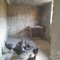 ۱۲تا بوقلمون نر و ماده|حیوانات مزرعه|شیراز, داریون|دیوار