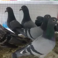 کبوتر|حیوانات|اصفهان, بهارستان|دیوار