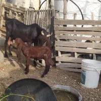 یک عدد بز کاموری با کهره نر و یک عدد بز گلابی