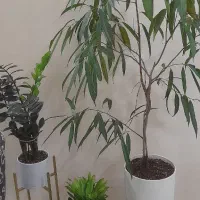 خدمات حرفه ای گل، گلدان، خاک و فضای سبز|گل و گیاه طبیعی|بجنورد, |دیوار