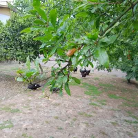 ویلاباغ ۱۰۰۰متر سندتک برگ|فروش خانه و ویلا|آمل, |دیوار