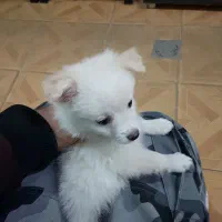 سگ پامرروباهی|سگ|مشهد, ایثارگران|دیوار