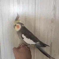 عروس هلندی نر