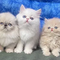 مجموعه گربه های اصیل (بریتیش / پرشین / اسکاتیش)|گربه|اصفهان, جلفا|دیوار