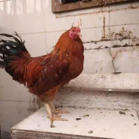 خروس|حیوانات مزرعه|شیراز, چشمه سید صفری|دیوار
