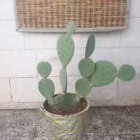 گل کاکتوس