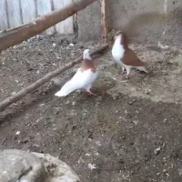 کفتر رنگی معاوضه