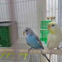 یک جفت مرغ عشق مولد