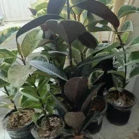 فروش آنلاین گل|گل و گیاه طبیعی|یزد, |دیوار