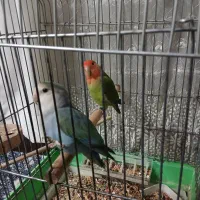 طوطی برزیلی مولد|پرنده|کرج, فاز ۳ گوهردشت|دیوار