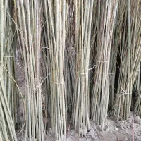 فروش نهال با فاکتور رسمی|گل و گیاه طبیعی|قائمشهر, |دیوار