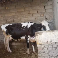 گاو