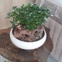 گل بنسای
