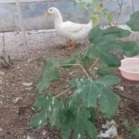 اردک بالغ