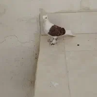 دوکت طاوسی