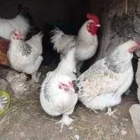 فروش فوری مرغ و خروس برهما