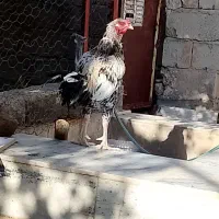 خروس لاری|حیوانات مزرعه|سراوان, |دیوار