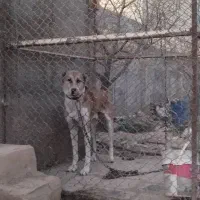 واگذاری سگ نگهبان خوب افغان|سگ|چهارباغ, |دیوار