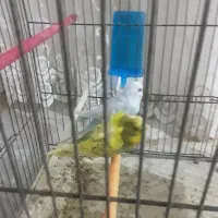 مرغ عشق|پرنده|تبریز, |دیوار