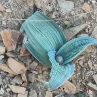 سبزی کوهی والک و تره کوهی سیریشک