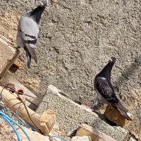 کبوتر از گشت آوردم