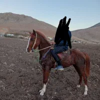 اسب عرب دره‌شوری|اسب و تجهیزات اسب‌سواری|بیرانوند, |دیوار