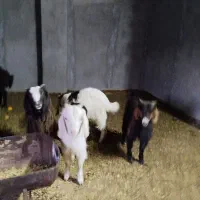 ماده بزغاله|حیوانات مزرعه|شاهرود, |دیوار