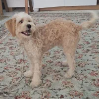 سگ تریر نژاد اصلی